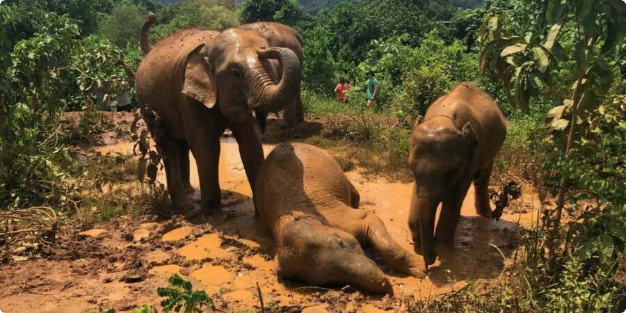 Thailand's Elephant Sanctuarie