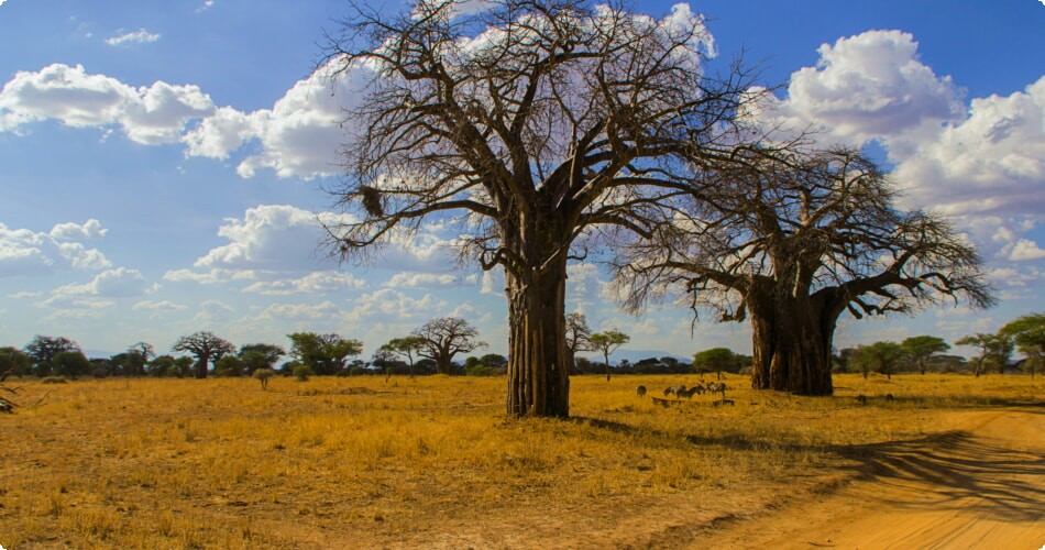 Kenia Baobab