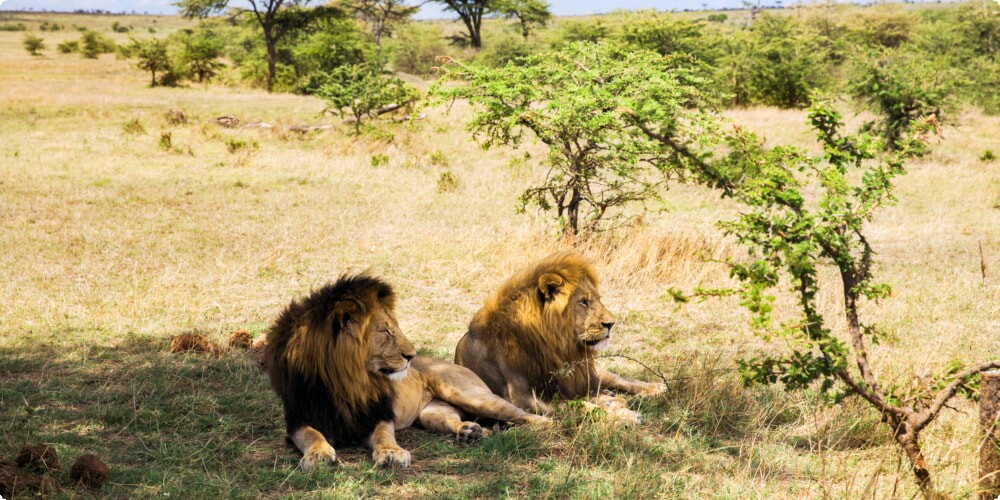 Lions in South Africa