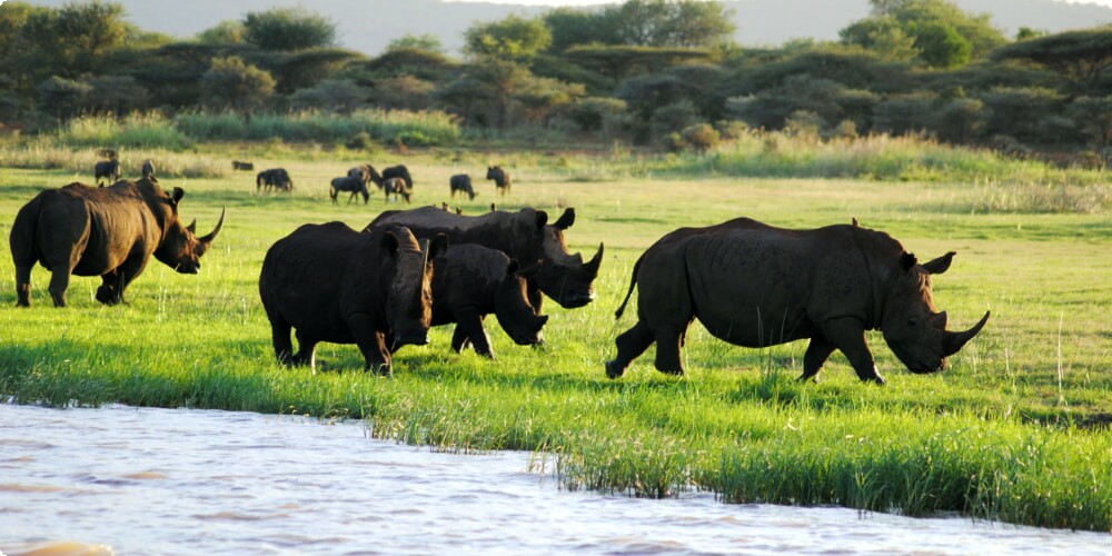 Safari Adventures: Africa's Best for Family Fun