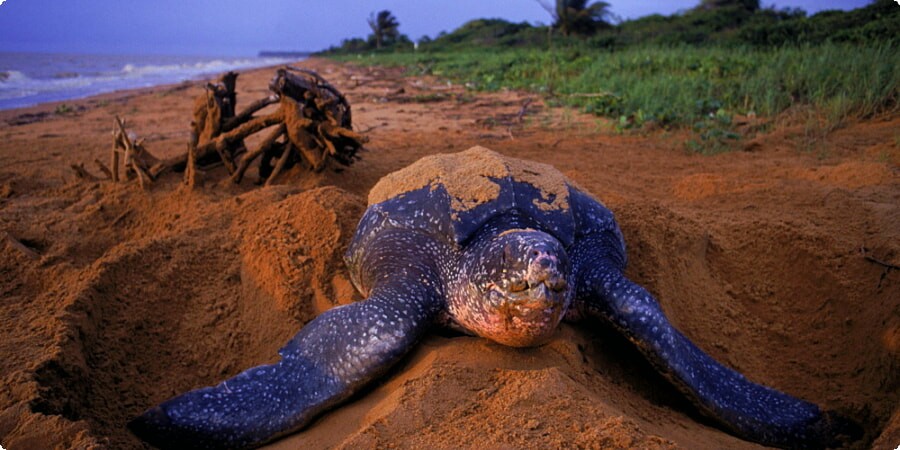 Suriname's Coastal Havens