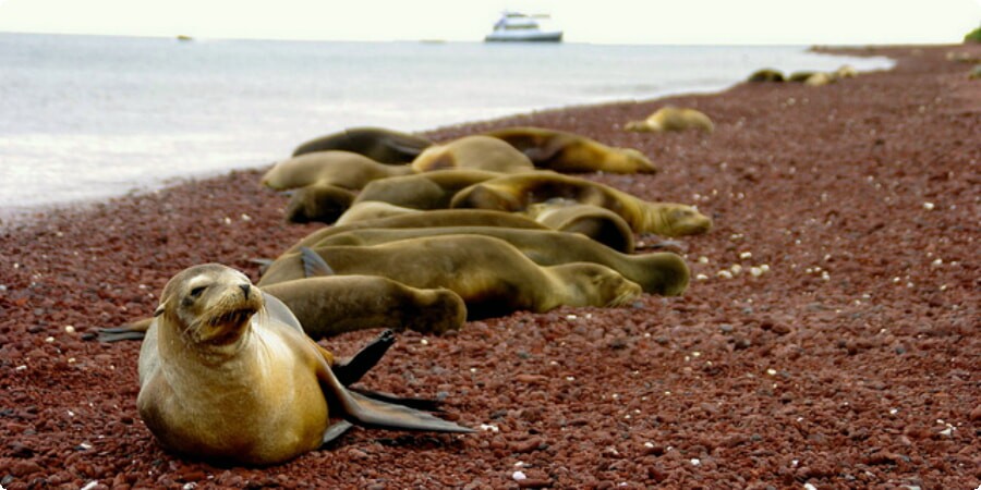 Rábida Island's Red Sand Beach