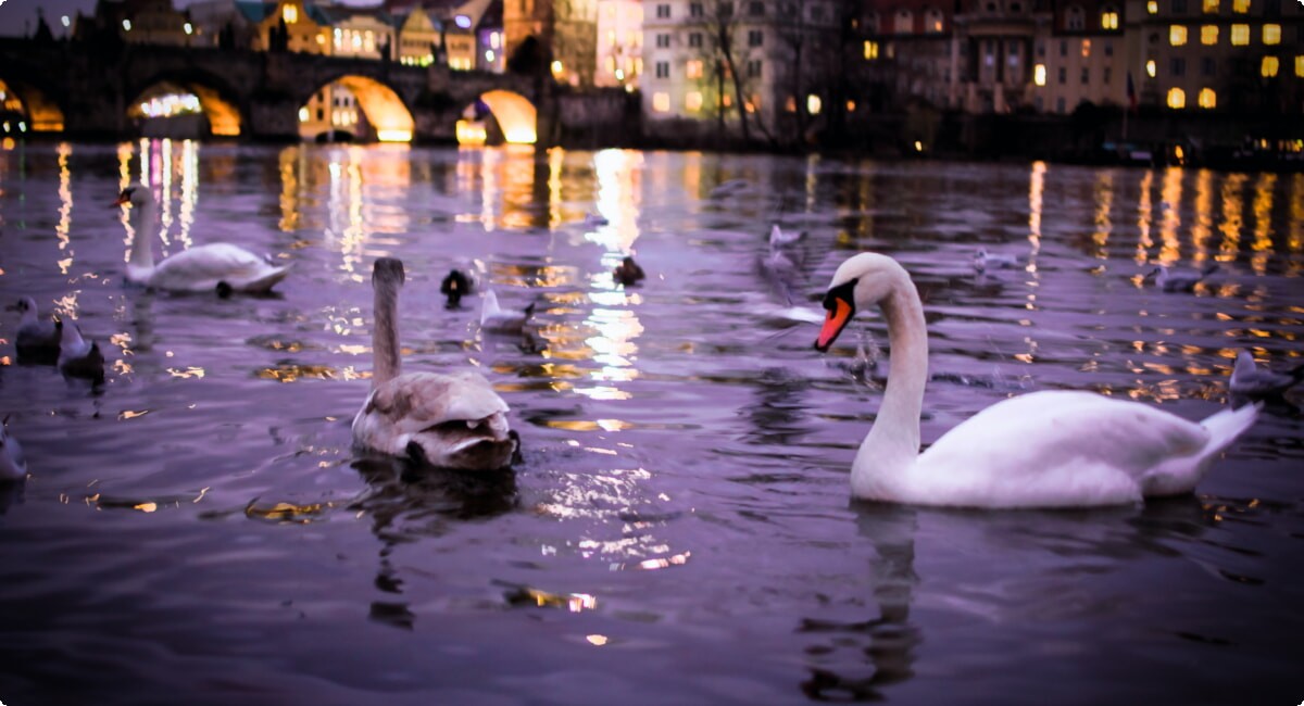 Evening River Cruise