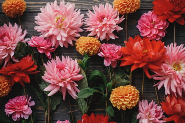 Dahlias