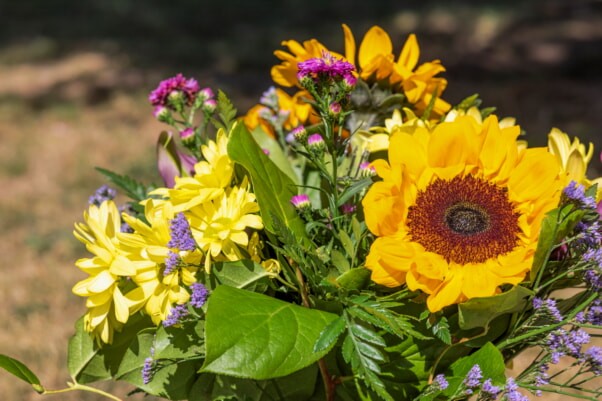 Sunflowers