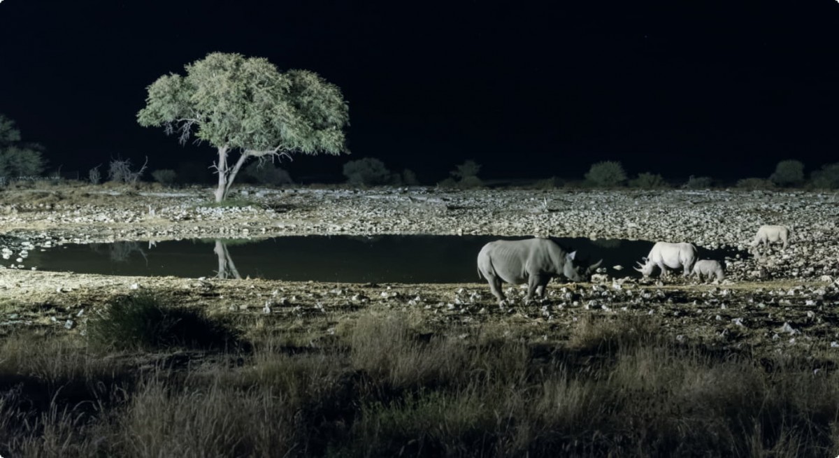 Night Safari Night Safari