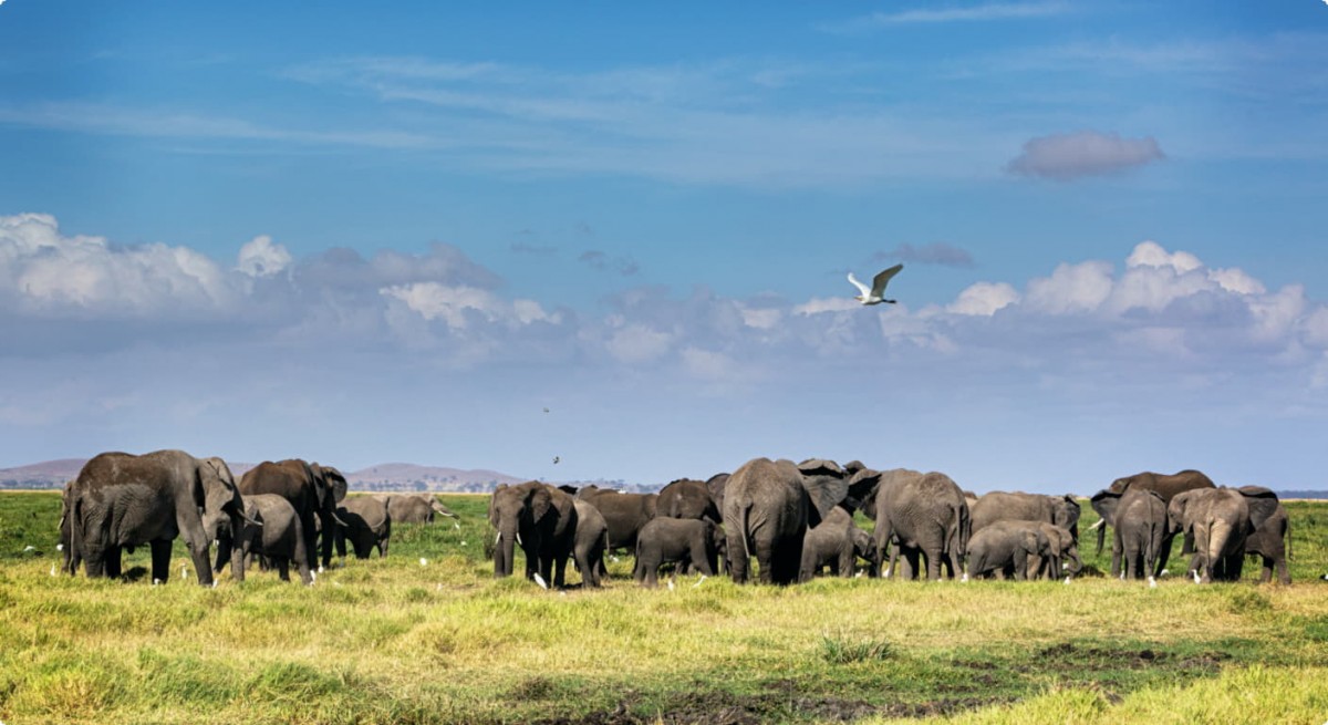Wildlife Wildlife