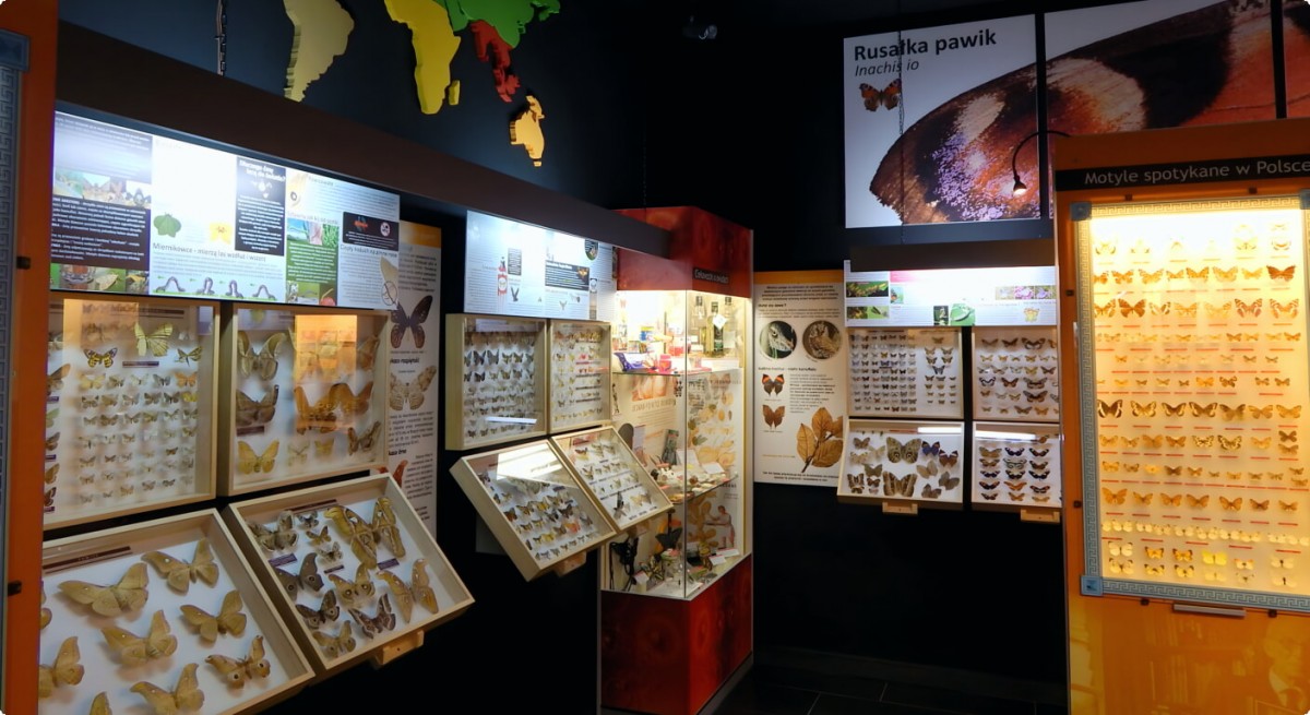 Butterfly Museum Butterfly Museum