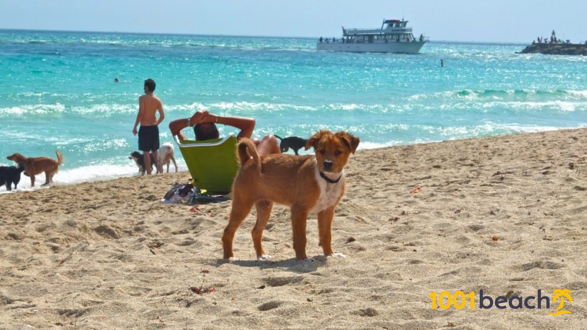 are dogs allowed at haulover beach